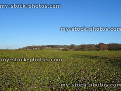 Stock image of farm, agricultural field growing beetroot (Beta vulgaris) 