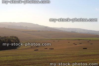 Stock image of early morning hazy countryside view, hedgerow, field, farm