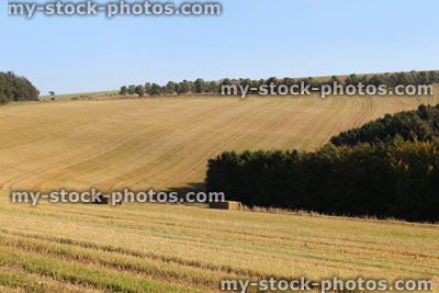 Stock image of farm field with rectangular hay bales, straw harvest