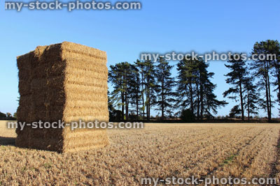 Stock image of farm field, giant stacks / towers of hay bales, straw harvest