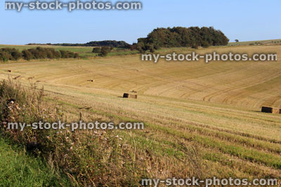 Stock image of farm field with rectangular hay bales, straw harvest