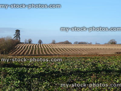 Stock image farm land growing beetroot (Beta vulgaris), blackcurrants (Ribes nigrum)