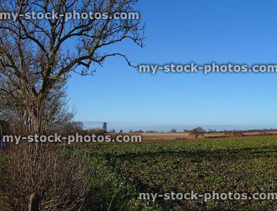 Stock image of blackcurrants (Ribes nigrum) and beetroot (Beta vulgaris) crops