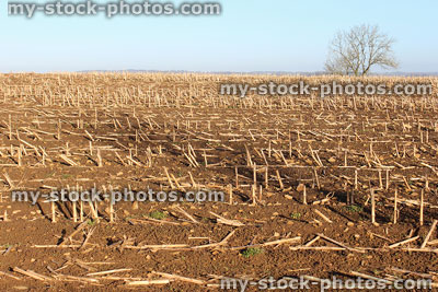 Stock image of winter field on farm, remains of crop / harvest