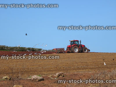 Stock image of farmer digging / ploughing field in red tractor, seagulls