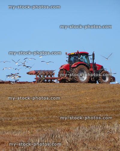 Stock image of tractor ploughing field on farm, followed by seagulls