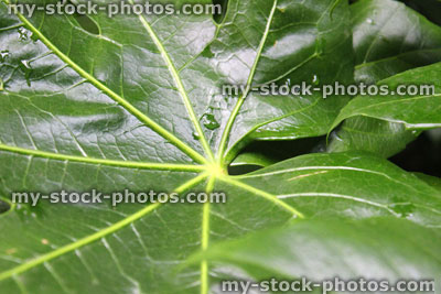 Stock image of glossy green leaves on false castor oil plant (Fatsia Japonica)