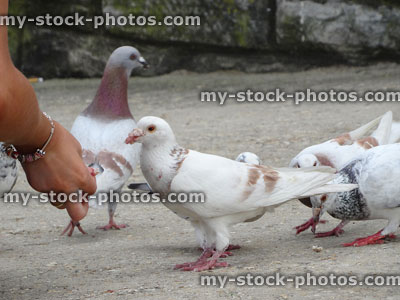Stock image of pigeons being fed bread by hand, wild birds