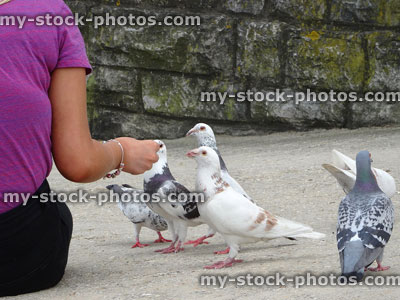 Stock image of woman hand feeding wild pigeons bread on pavement