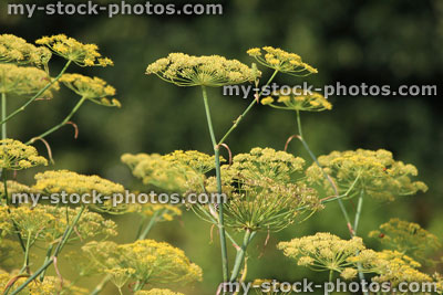Stock image of fennel flowers / seeds, fennel seed head, herb garden