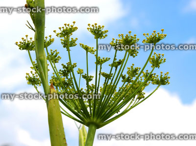 Stock image of fennel seeds, fennel seed head in herb garden