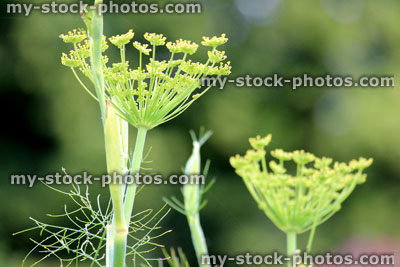 Stock image of fennel seeds, fennel seed head in herb garden