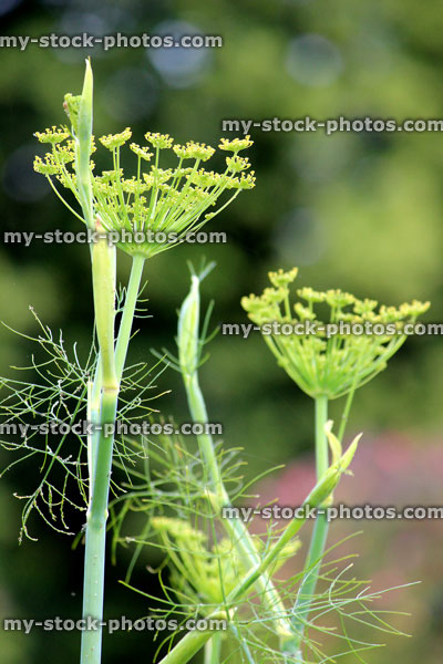 Stock image of fennel seeds, fennel seed heads in herb garden