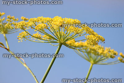 Stock image of fennel flower / seeds, fennel seed head, herb garden
