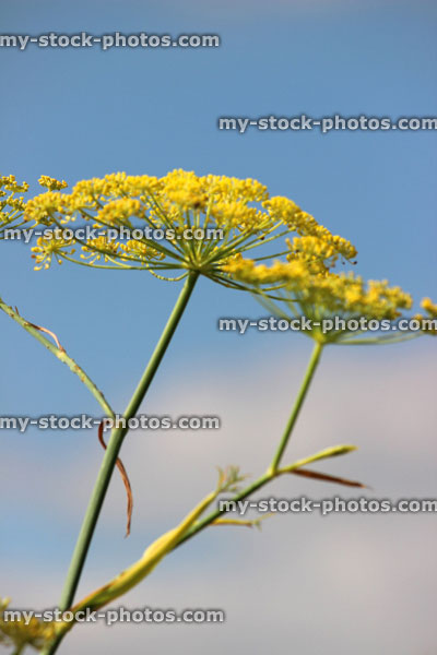 Stock image of fennel flower / seeds, fennel seed head, herb garden