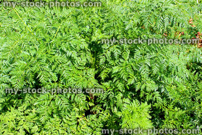Stock image of green Spreading Chervil leaves (Chaerophyllum procumbens) in spring
