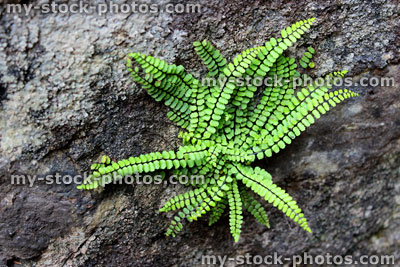 Stock image of spleenwort fern (Asplenium) growing in a stone wall
