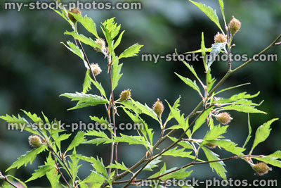 Stock image of fern leaf beech leaves and nuts / seeds (Fagus sylvatica heterophylla 'Aspleniifolia')