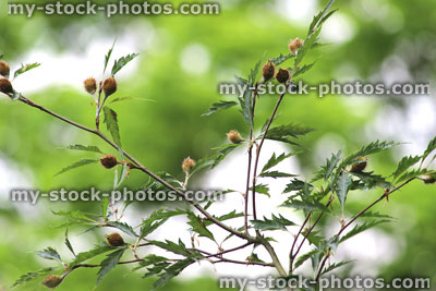 Stock image of fern leaf beech leaves and nuts / seeds (Fagus sylvatica heterophylla 'Aspleniifolia')