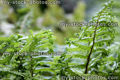 Stock image of fern leaves / fronds growing on shady woodland floor