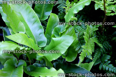 Stock image of dock leaf ferns with shiny green leaves, garden centre