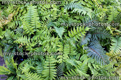 Stock image of ferns in a woodland