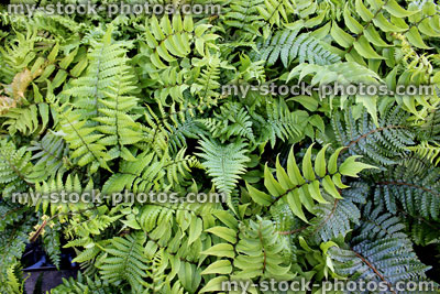 Stock image of ferns in a woodland