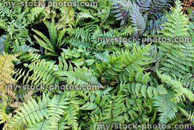 Stock image of green ferns for sale, garden centre, fronds / leaves