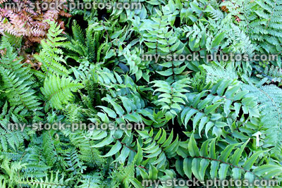 Stock image of green ferns for sale, garden centre, fronds / leaves