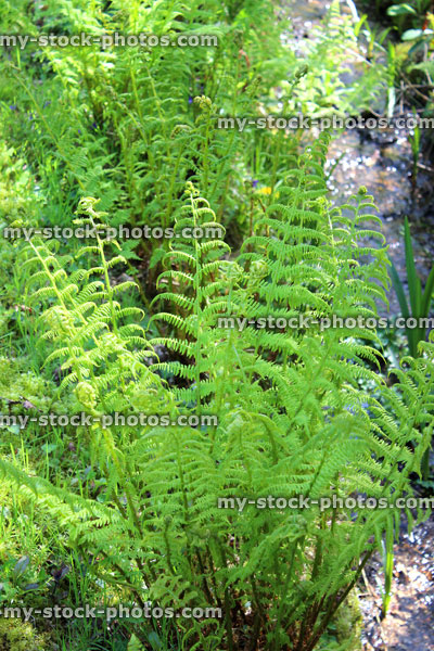 Stock image of green fern leaves unfurling in garden during spring