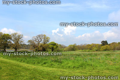 Stock image of green wildflower meadow field with oak trees (quercus)