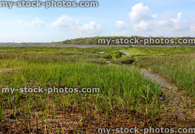 Stock image of river banks after flood damage, with grass growing