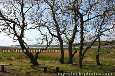 Stock image of oak trees growing as group by river (backlit)