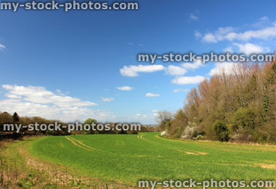 Stock image of farm field / English countryside scenery in the spring