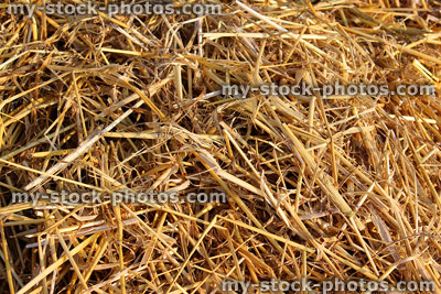 Stock image of harvested cut straw in field, drying in sunshine