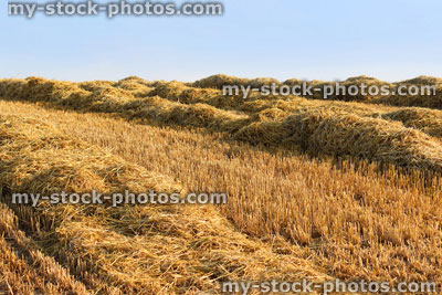 Stock image of farm field of freshly cut straw harvest drying, morning sunshine