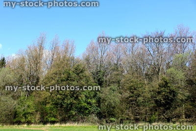Stock image of copse at the edge of an agricultural field