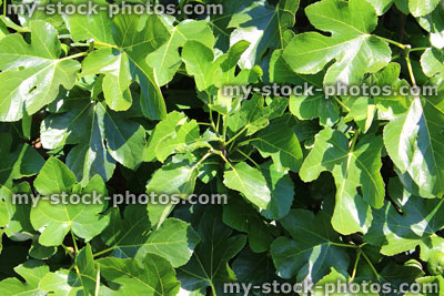 Stock image of common fig trees (Ficus carica) growing in walled kitchen garden