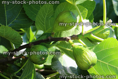 Stock image of common fig trees (Ficus carica) with figs / fruit, kitchen garden