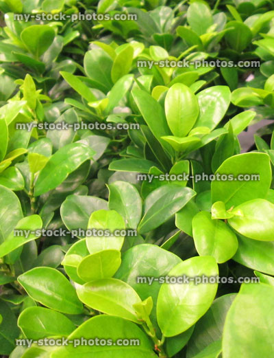 Stock image of clipped fig bonsai houseplants, Ficus microcarpa ginseng leaves 