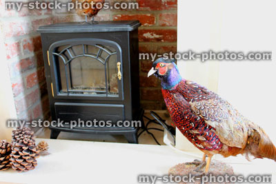 Stock image of country red brick fireplace, electric fire / stuffed pheasant, taxidermy