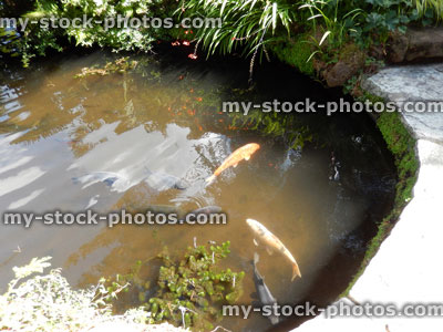 Stock image of concrete garden pond with large fish, koi carp