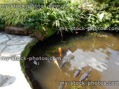 Stock image of concrete garden pond with large fish, koi carp