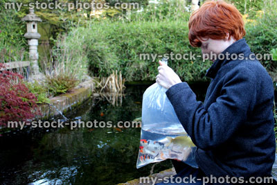 Stock image of boy releasing small koi carp into garden pond 