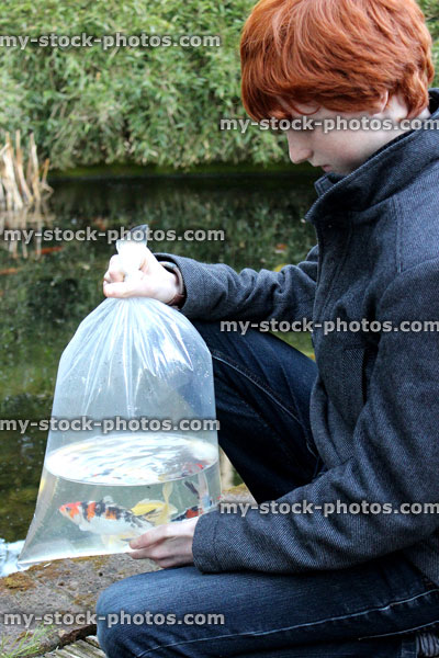 Stock image of boy releasing small koi carp into garden pond 