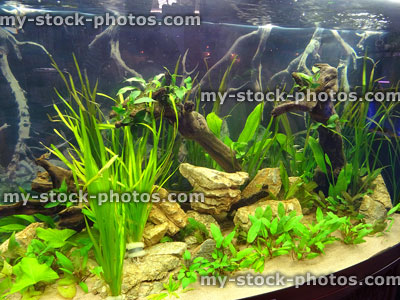 Stock image of bowfront tropical aquarium fish tank with live plants, bogwood