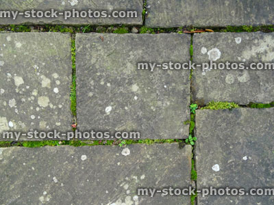 Stock image of old irregular grey flagstone paving / rectangular pattern, moss / lichen
