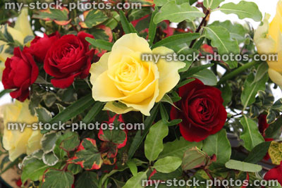 Stock image of floral arrangement, red yellow roses / flowers, tricolor hottunya
