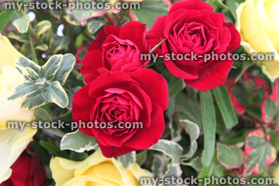 Stock image of flower display / floral arrangement with yellow / red roses