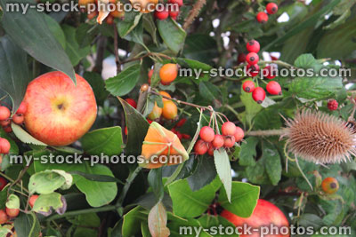 Stock image of rural flower display / floral arrangement, hedgerow plants, teasels, apples, fruit